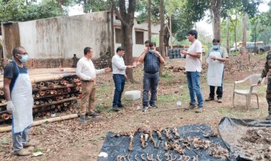 चौकीदार ही निकला शिकारी बाघ की लाश पर उग आई थी घास