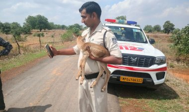 मानवता की मिसाल: ग्रामीणों और डायल-112 की सतर्कता से बची हिरण के शावक की जान
