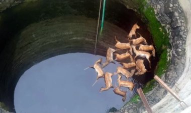 कुत्ते से बचने में कुएं में गिरे 13 हिरण मौत