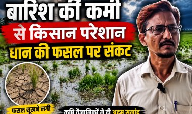 बारिश नहीं होने से किसान परेशान, धान की फसल पर संकट गहराया