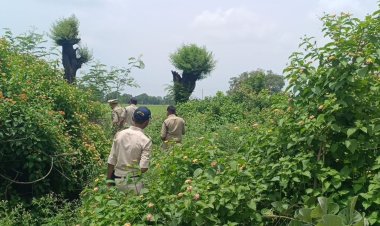 Shajapur: 10 साल के बच्चे की हत्या का 24 घंटे में खुलासा, हिरासत में नाबालिग आरोपी