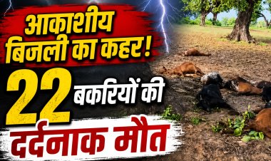 मैहर में आकाशीय बिजली का कहर, पेड़ के नीचे खड़ी 22 बकरियों की मौत