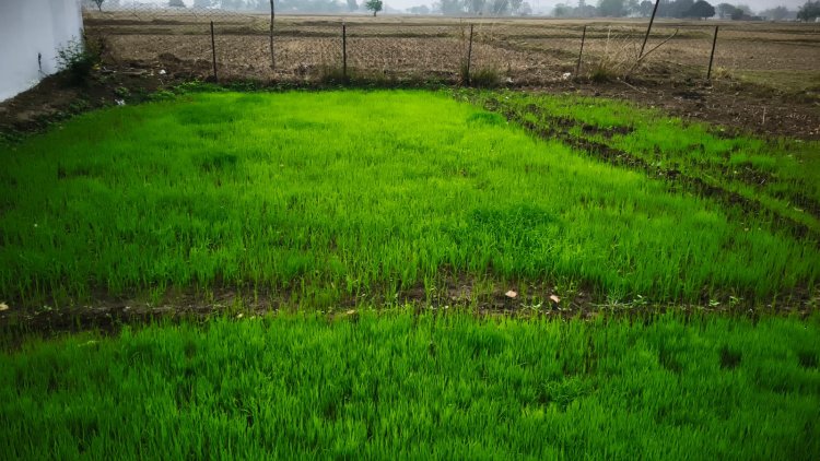 मऊगंज में मानसून की बेरुखी किसान बेहाल पिछले साल की तुलना में 84 प्रतिशत कम बारिश
