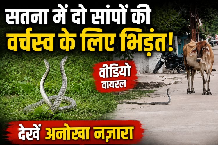 सतना में दिखा अनोखा नजारा: गार्डन में वर्चस्व के लिए भिड़े दो सांप