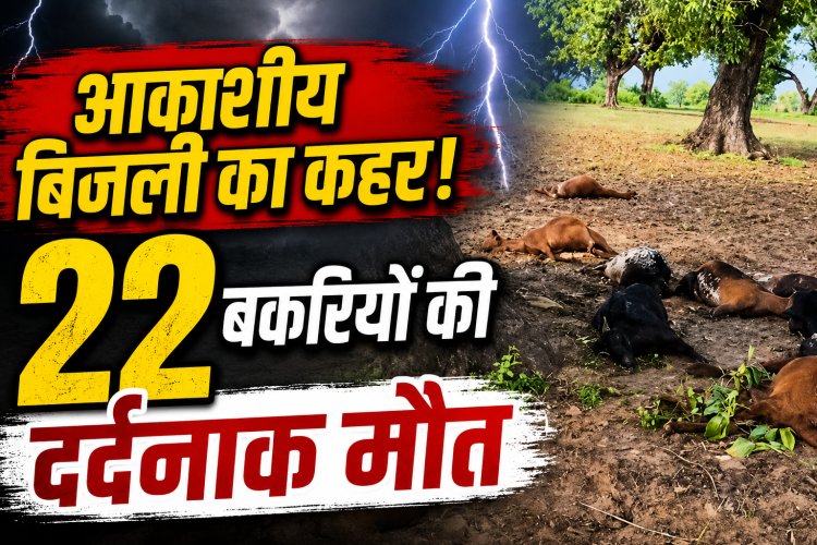 मैहर में आकाशीय बिजली का कहर, पेड़ के नीचे खड़ी 22 बकरियों की मौत