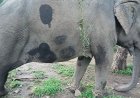 Satpura Tiger Reserve में मादा हाथी Smita की मौत, नर हाथी Krishna के हमले की आशंका