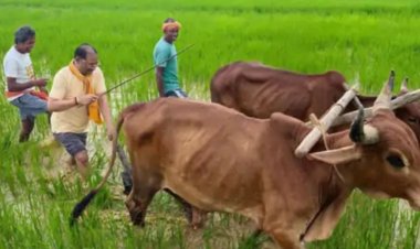 CM साय ने गृहग्राम के खेतों में चलाया हल, बोले- किसान परिवार से हूं... खेती मेरे लिए जीवन का संस्कार