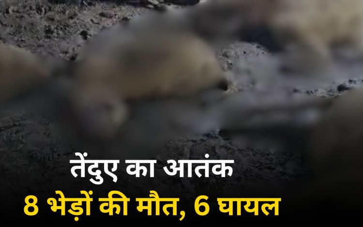 सतना में तेंदुए का आतंक, एक ही रात में 8 भेड़ों का किया शिकार, 6 घायल