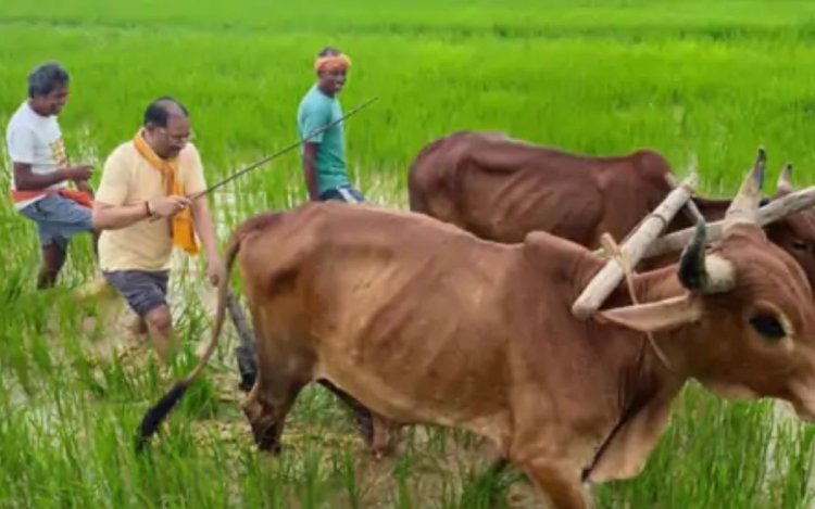CM साय ने गृहग्राम के खेत में चलाया हल, बोले- किसान परिवार से हूं... खेती मेरे लिए जीवन का संस्कार