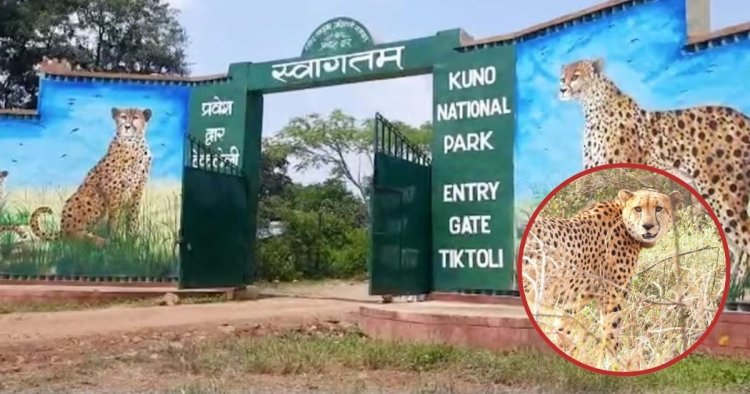Missing Kuno Cheetah Found : 21 दिन बाद मिली चीता निर्वा, जंगल में तलाश के दौरान मिली लोकेशन