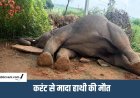 मऊगंज में हाथी जोड़े की सुरक्षा में चूक: हथिनी की मौत के बाद दूसरा हाथी आक्रामक, क्षेत्र में दहशत