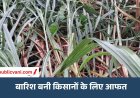 खेतों में बिखरे अरमान: चक्रवाती बारिश बनी किसानों के लिए आफत, गन्ना-धान की फसलें जमींदोज