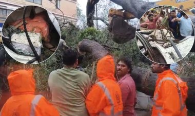 Indore: चलती कार पर गिरा भारी-भरकम पेड़, डिप्टी कलेक्टर की मां की मौत