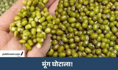MP में गजब का मूंग घोटाला! किसानों ने उगाई ही नहीं, सरकार ने खरीद भी ली