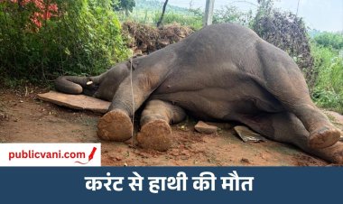 मऊगंज में हाथी जोड़े की सुरक्षा में चूक: हाथी की मौत के बाद दूसरा हाथी आक्रामक, क्षेत्र में दहशत