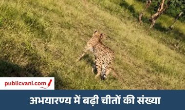 MP Cheetah Project : CM डॉ. मोहन यादव ने गांधीसागर में छोड़ी मादा चीता, अभयारण्य में बढ़ा चीतों का कुनबा