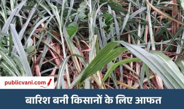खेतों में बिखरे अरमान: चक्रवाती बारिश बनी किसानों के लिए आफत, गन्ना-धान की फसलें जमींदोज
