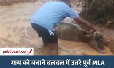 कीचड़ में उतरे पूर्व विधायक: दलदल में फंसी गाय, कड़ी मशक्कत के बाद किया रेस्क्यू