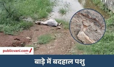 Rewa News : महुआ टोला में पशुओं की दुर्दशा, कई गाए और बछड़े की मौत की खबर