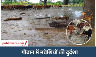 Bilaspur News : बिलासपुर गौठान में 30 मवेशियों की मौत, ग्रामीण बोले- 300 को भूखा-प्यासा रखा