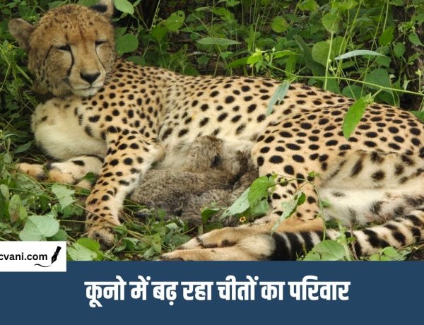 Kuno National Park : कूनो में जन्मी मादा चीता ने जन्में 4 शावक, भूपेंद्र यादव ने कहा - चार साल और चार नए जीवन