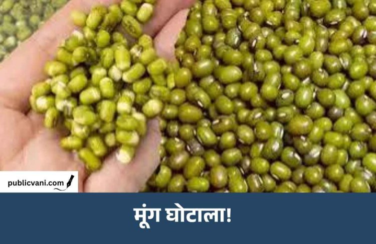 MP में गजब का मूंग घोटाला! किसानों ने उगाई ही नहीं, सरकार ने खरीद भी ली
