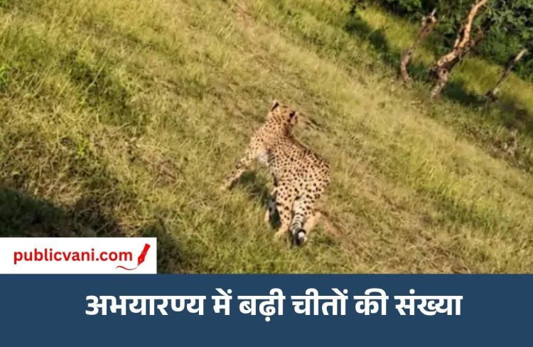 MP Cheetah Project : CM डॉ. मोहन यादव ने गांधीसागर में छोड़ी मादा चीता, अभयारण्य में बढ़ा चीतों का कुनबा