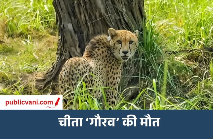 इलाज के दौरान नामीबियाई चीता ‘गौरव’ की मौत: गंभीर डिहाइड्रेशन और मांसपेशियों की कमजोरी से जूझ रहा था