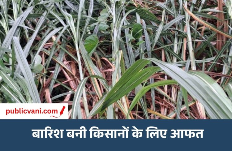 खेतों में बिखरे अरमान: चक्रवाती बारिश बनी किसानों के लिए आफत, गन्ना-धान की फसलें जमींदोज