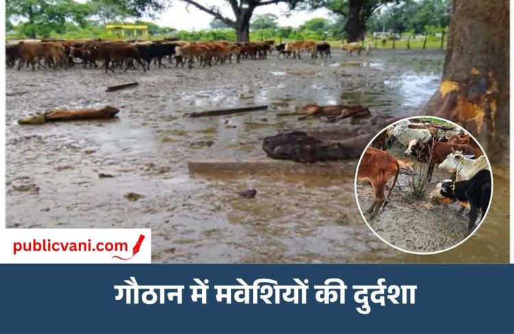 Bilaspur News : बिलासपुर गौठान में 30 मवेशियों की मौत, ग्रामीण बोले- 300 को भूखा-प्यासा रखा