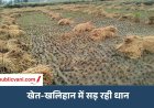 मऊगंज-रीवा में तूफान अर्नब की दोहरी मार: खेतों में सड़ रही धान, चना-सरसों की बोवनी पर संकट