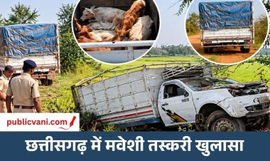 Dhamtari Cattle Smuggling : छत्तीसगढ़ के धमतरी में दो पिकअप से 13 मवेशी बरामद, एक की मौत; आरोपी फरार