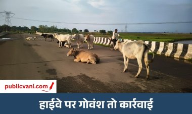 Mauganj News: हाईवे पर गोवंश दिखा तो अफसर होंगे जिम्मेदार, कलेक्टर ने दिए सख्त निर्देश