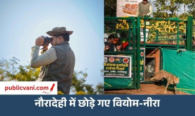 CM मोहन ने नौरादेही सेंचुरी में छोड़े 'वियोम और नीरा': कहा- चीतों की बसाहट के लिए सबसे बेहतर है मध्यप्रदेश