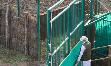 Kanha Tiger Reserve: कान्हा में 100 साल बाद जंगली भैंसों की वापसी, CM डॉ. मोहन यादव ने 8 भैंसों को बड़े बाड़े में छोड़ा