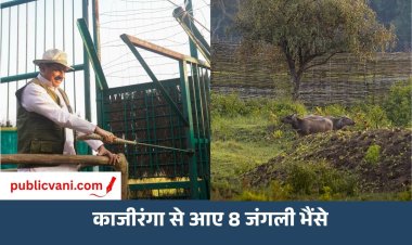 Kanha Tiger Reserve: कान्हा में 100 साल बाद जंगली भैंसों की वापसी, CM डॉ. मोहन यादव ने 8 भैंसों को बड़े बाड़े में छोड़ा
