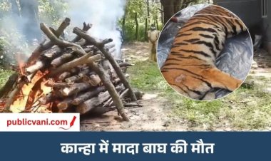 पब्लिक वाणी खास खबर : 41 दिन इलाज, फिर मौत... एमपी में बाघों की मौत का आंकड़ा 51 के पार