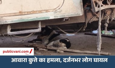 मैहर में आवारा कुत्ते का आतंक: दर्जनभर लोगों को काटा; एक की हालत गंभीर, रीवा रेफर