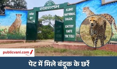 Kuno Cheetah Death : कूनो में शिकारियों की गोली से चीते की मौत, सुरक्षा व्यवस्था पर उठे गंभीर सवाल