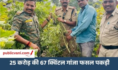 25 करोड़ की 67 क्विंटल गांजा फसल पकड़ी मक्का-तुअर के खेत के बीच में बुआई