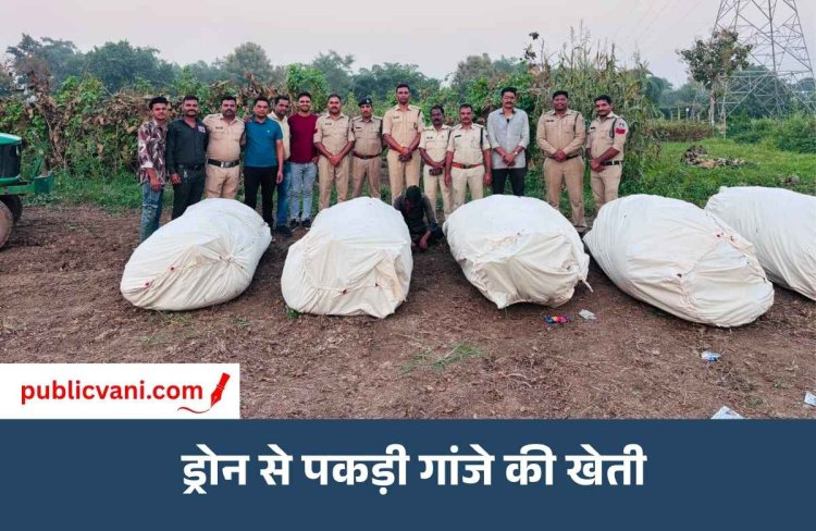 सोनकच्छ में ड्रोन से पकड़ी 686 किलो गांजे की खेती: एक बीघा खेत में उगाए थे 354 पौधे