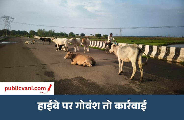 Mauganj News: हाईवे पर गोवंश दिखा तो अफसर होंगे जिम्मेदार, कलेक्टर ने दिए सख्त निर्देश