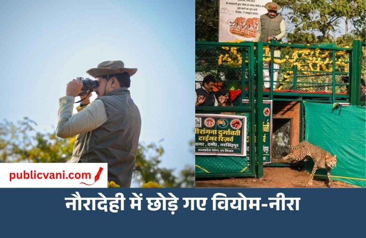 CM मोहन ने नौरादेही सेंचुरी में छोड़े 'वियोम और नीरा': कहा- चीतों की बसाहट के लिए सबसे बेहतर है मध्यप्रदेश
