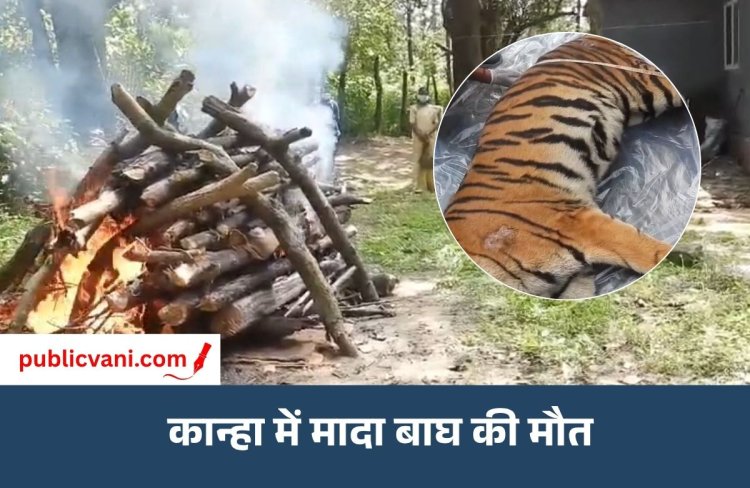 कान्हा में 41 दिन इलाज के बाद मादा बाघ की मौत, CDV की आशंका