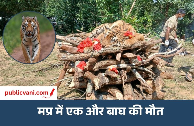 MP Tigress Death : बांधवगढ़ की शान रही 'क्वीन डॉटी’ ने तोड़ा दम, वन मुख्यालय में बैठे अधिकारियों की जवाबदेही पर सवाल