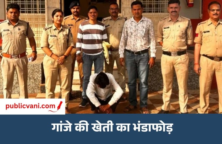 गुना में फसल की आड़ में उगा रखा था गांजा: पुलिस ने जब्त किए 299 पौधे, आरोपी गिरफ्तार